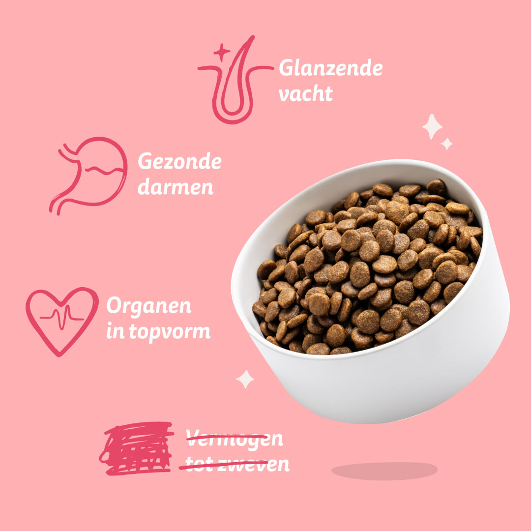 7 Dog-Refresh DTC-Assets NL Adult-OrganicBeef BENEFITS