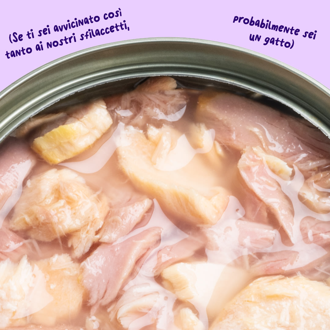 6 Cat-Fillets DTC IT SalmonTuna Texture