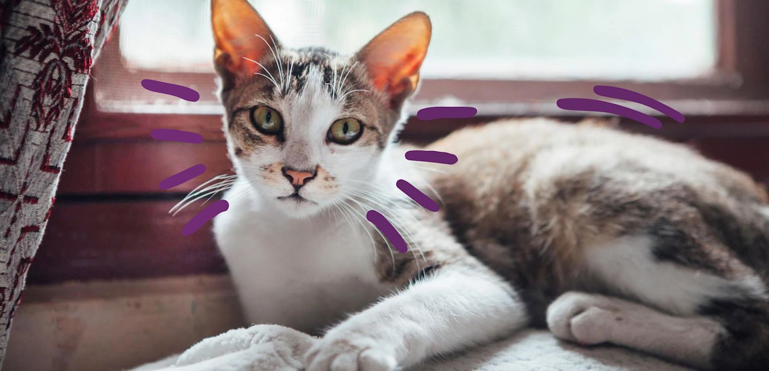 Foundation Cat