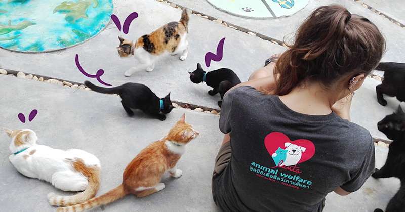 Picture of cats and kittens running around in Lanta shelter.