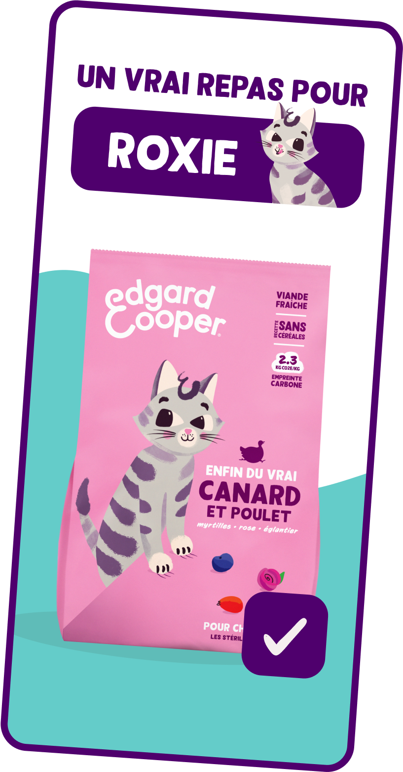 Product Quiz Kitten