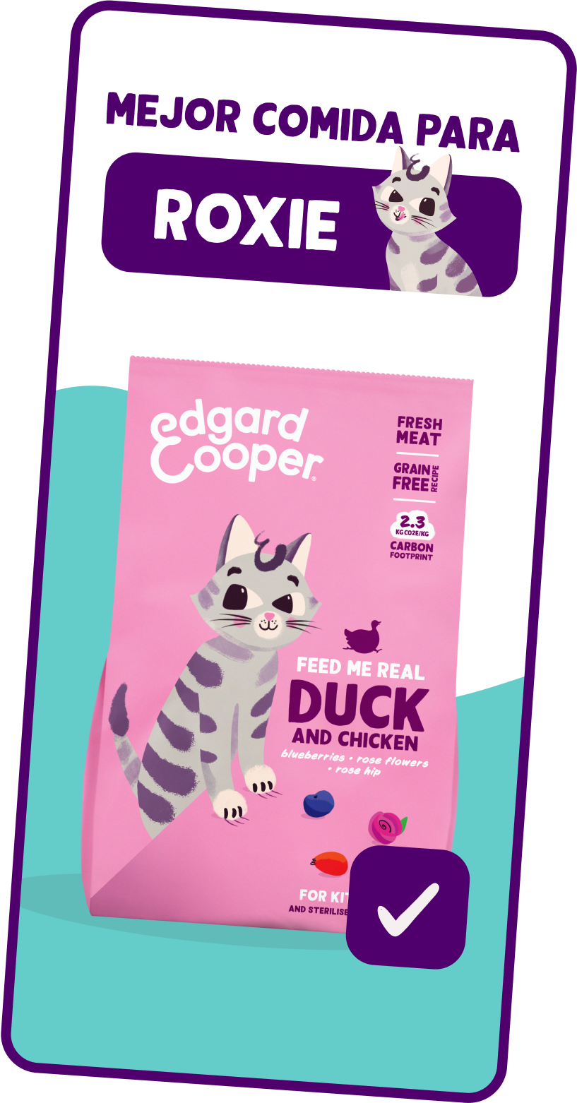 Product Quiz Kitten
