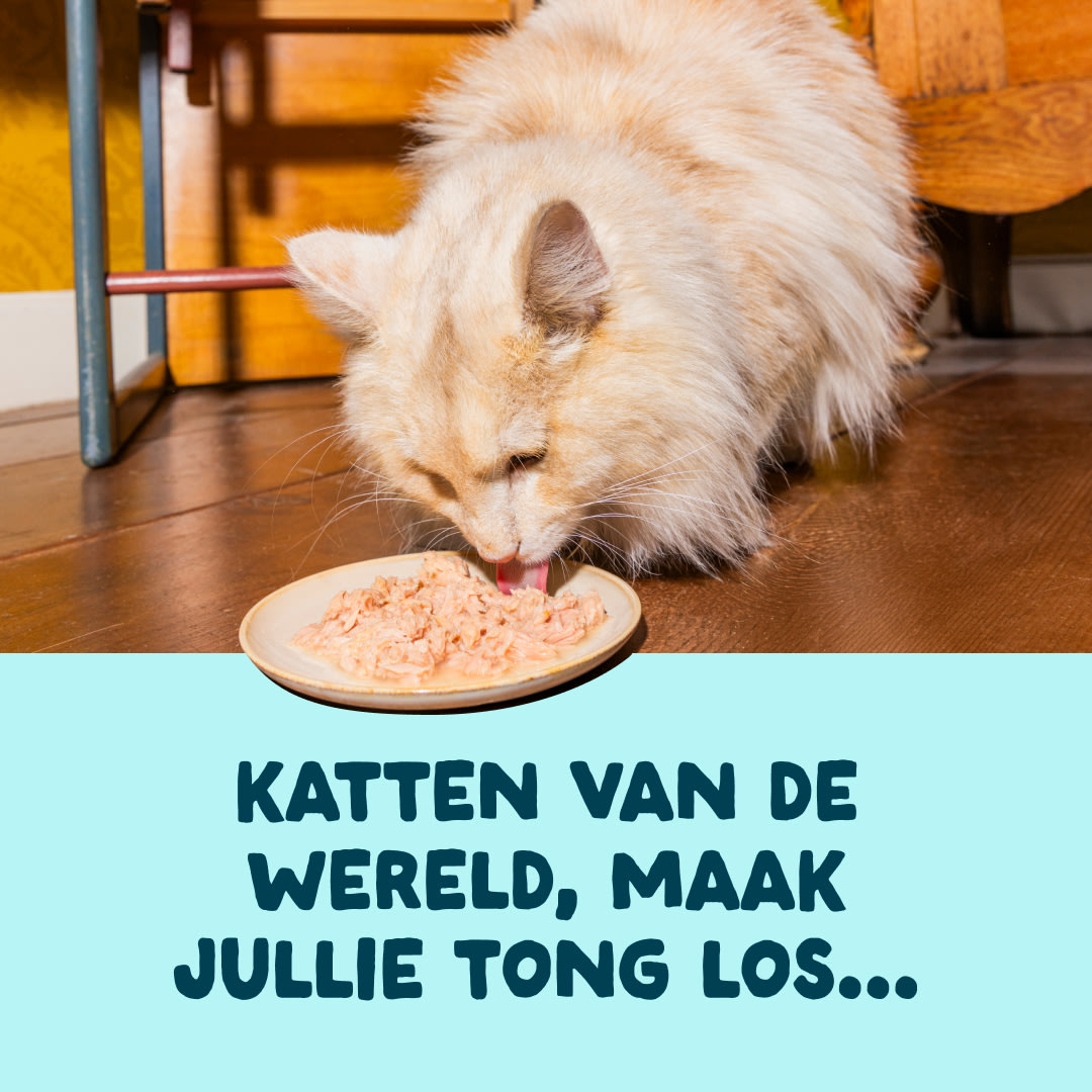 3 Cat-Fillets DTC NL TunaShrimp ActionShot