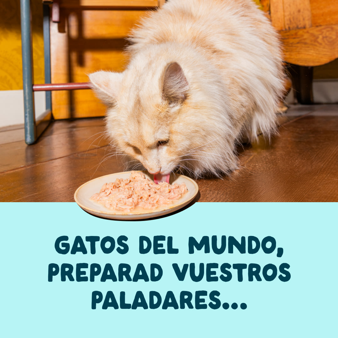 3 Cat-Fillets DTC ES TunaShrimp ActionShot