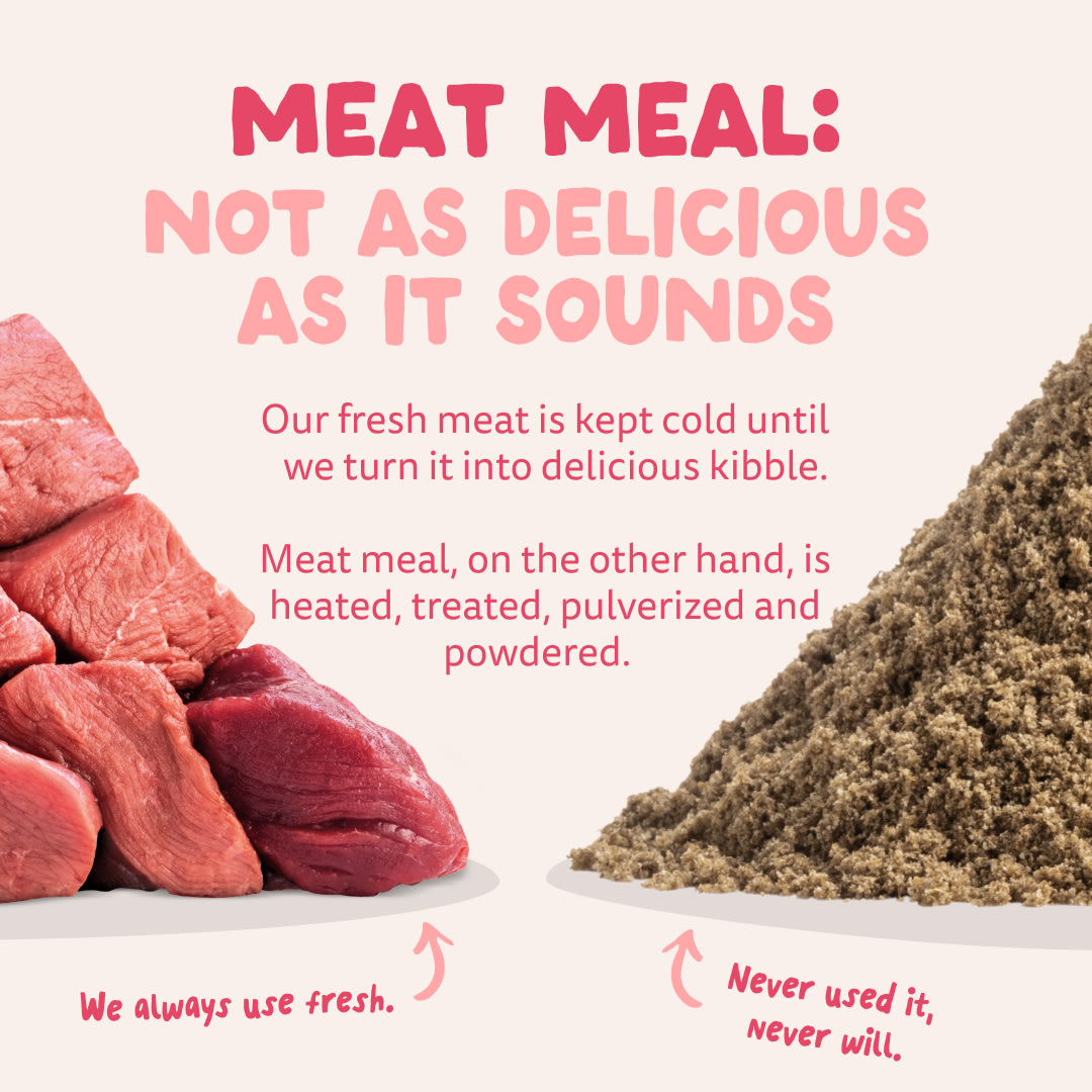 11 Dog-Refresh DTC-Assets EN Organic-Beef MEAT-VS-MEAT MEAL