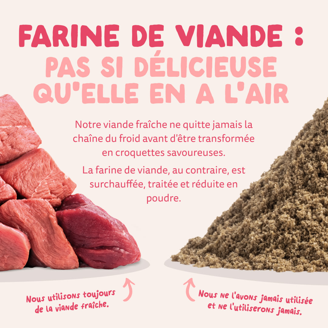 11 Dog-Refresh DTC-Assets FR Organic-Beef MEAT-VS-MEAT MEAL