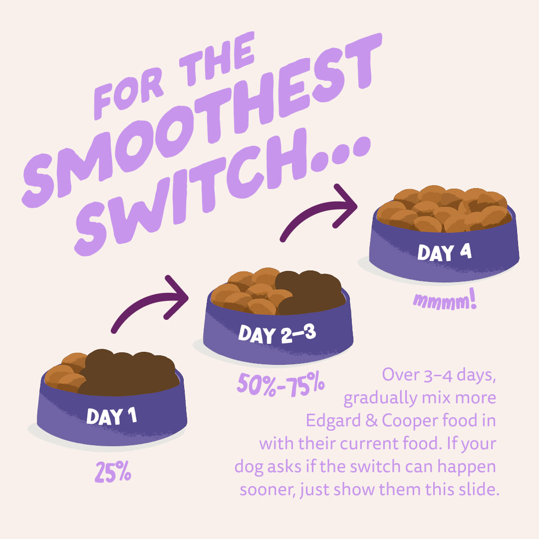 4 Dog-Refresh DTC-Assets EN Adult-Duck SWITCH
