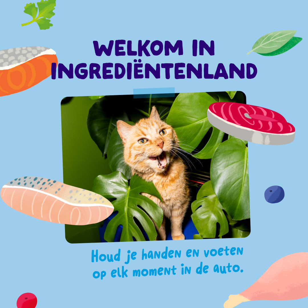 6 Chunks-Pouches DTC NL FishMP Ingredients