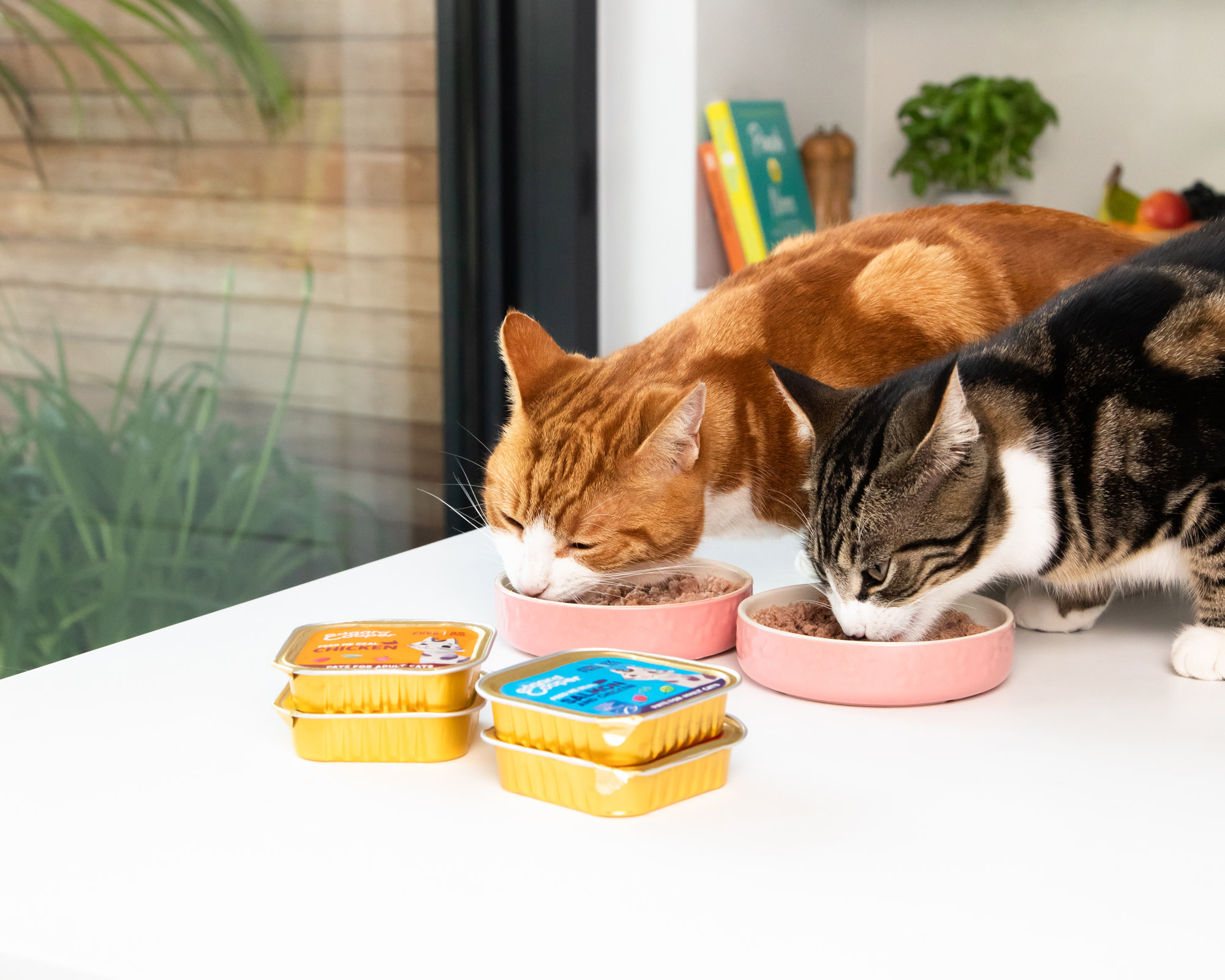 cat-lifestyle