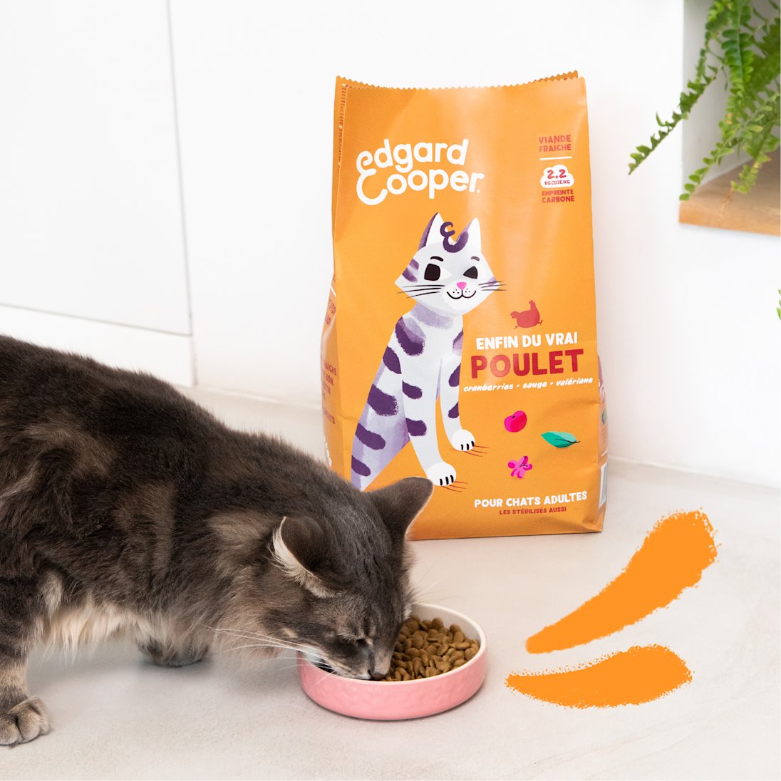 Lifestyle - Cat Adult Kibble Chicken FR