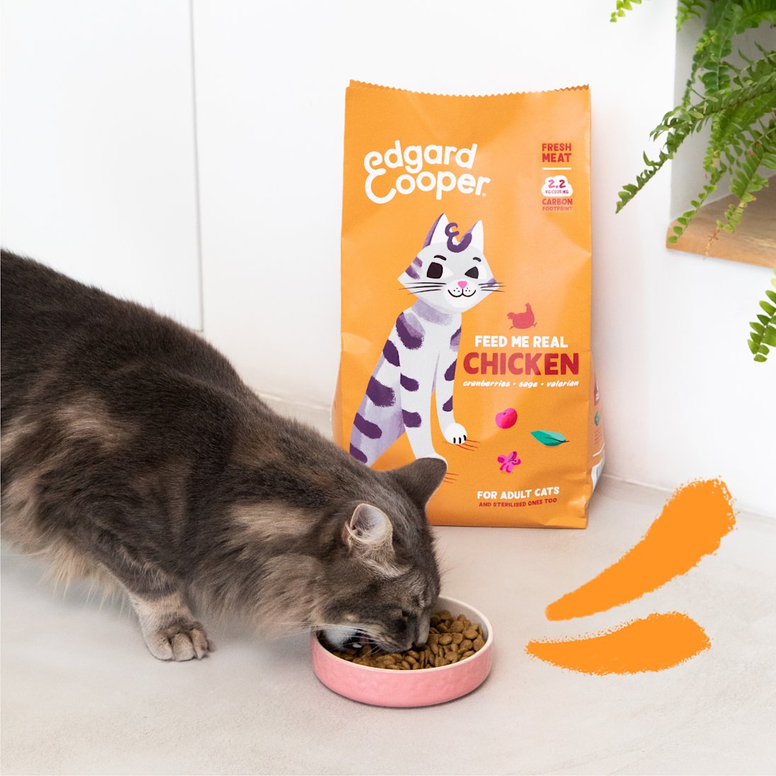 Valeriaan, kattenkruid en andere geuren - Praktijk voor Kattengedrag