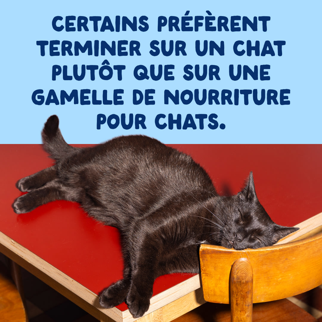 10 Cat-Fillets DTC FR TunaNatural End