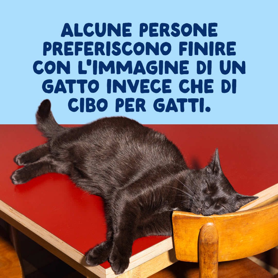 10 Cat-Fillets DTC IT TunaNatural End