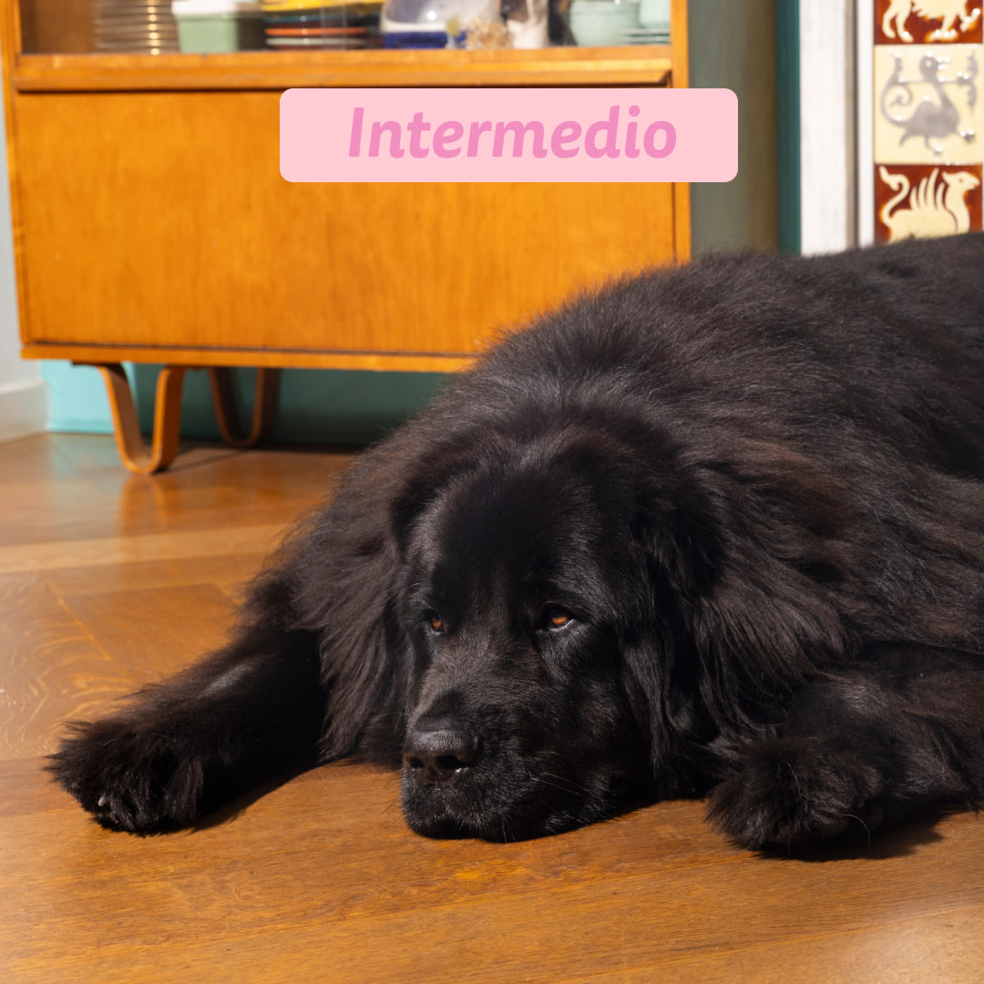 5 Dog-Refresh DTC-Assets ES Adult-Duck INTERMISSION