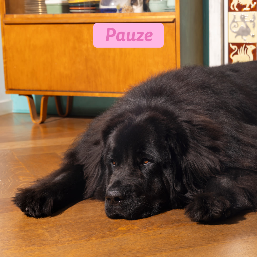 5 Dog-Refresh DTC-Assets NL Adult-Carrot INTERMISSION