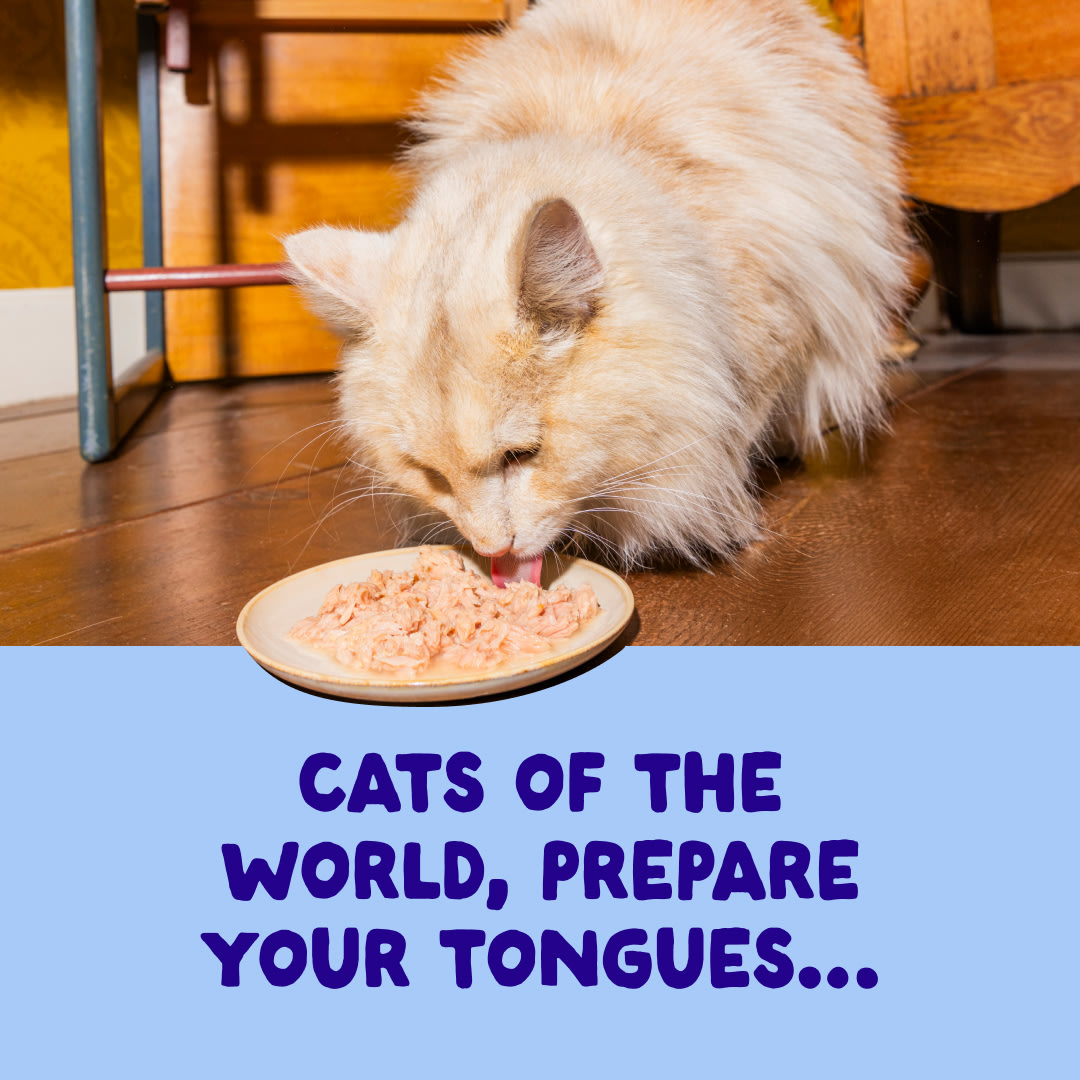 3 Cat-Fillets DTC EXP TunaChicken ActionShot