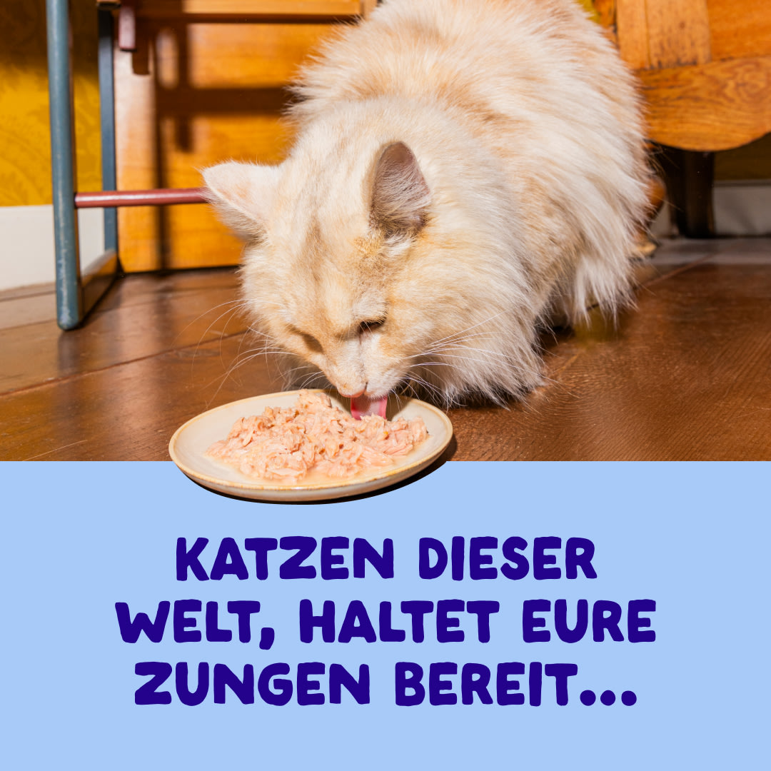 3 Cat-Fillets DTC DE TunaChicken ActionShot