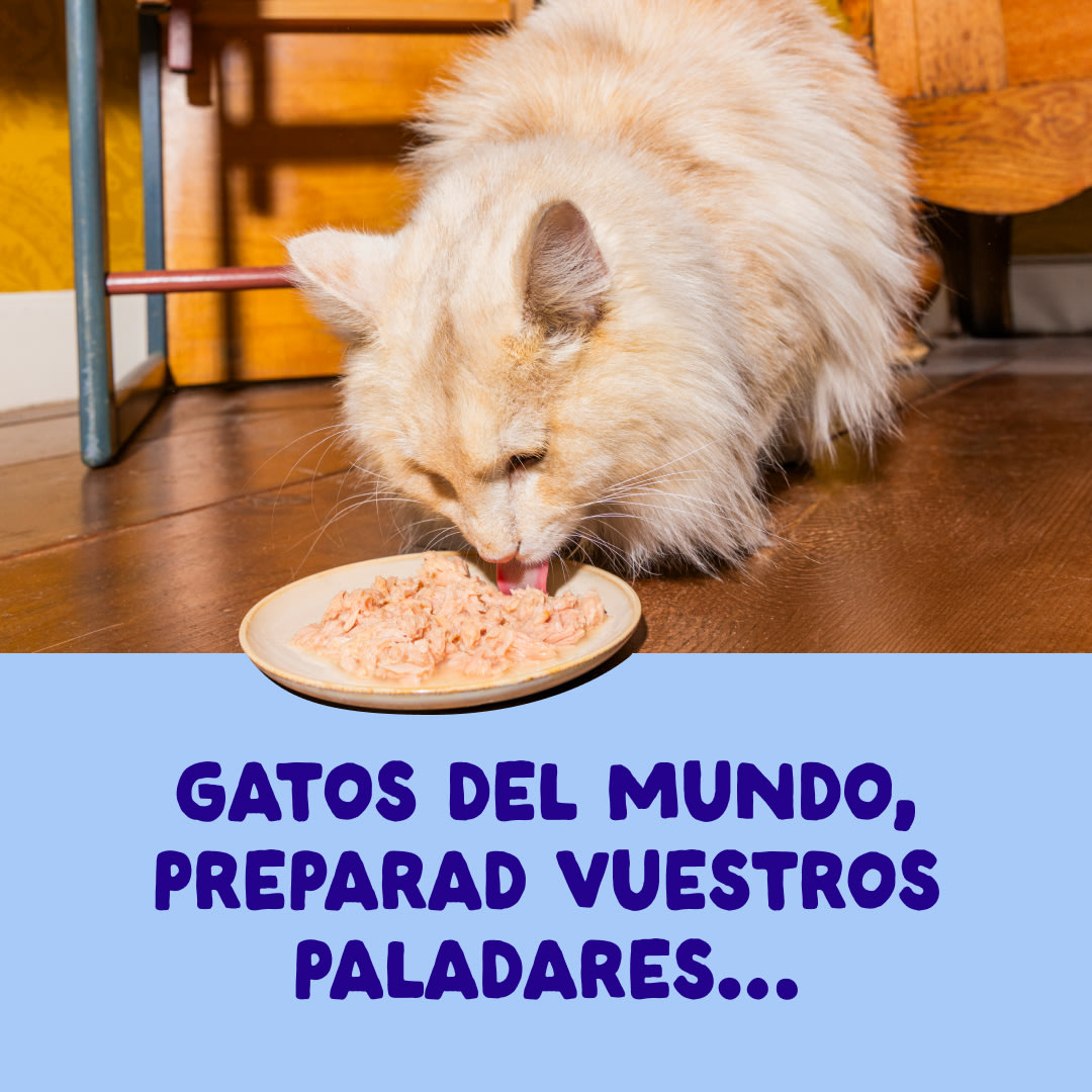 3 Cat-Fillets DTC ES TunaChicken ActionShot