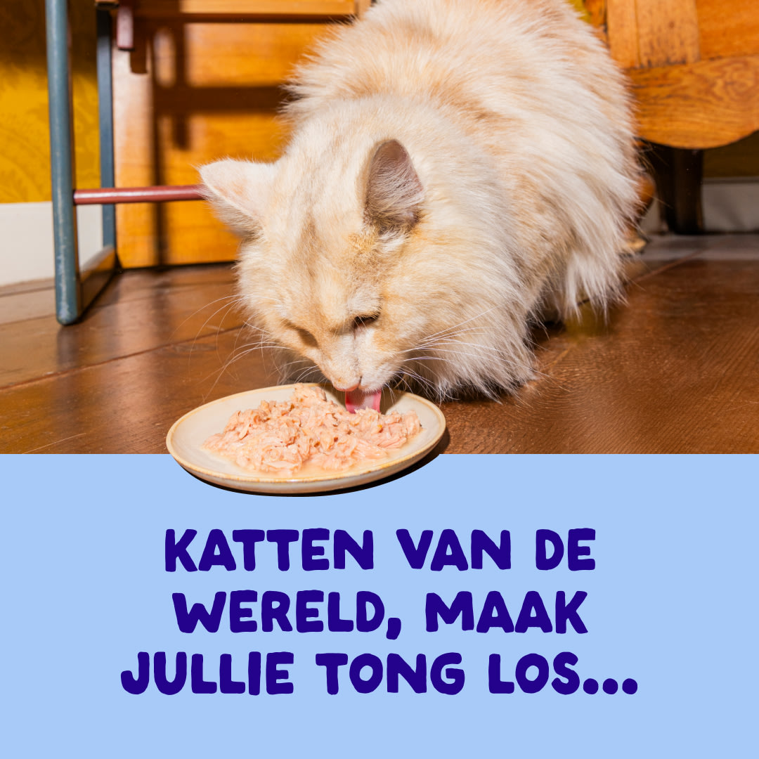 3 Cat-Fillets DTC NL TunaChicken ActionShot
