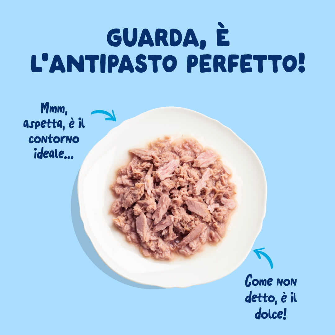 4 Cat-Fillets DTC IT TunaNatural TopView