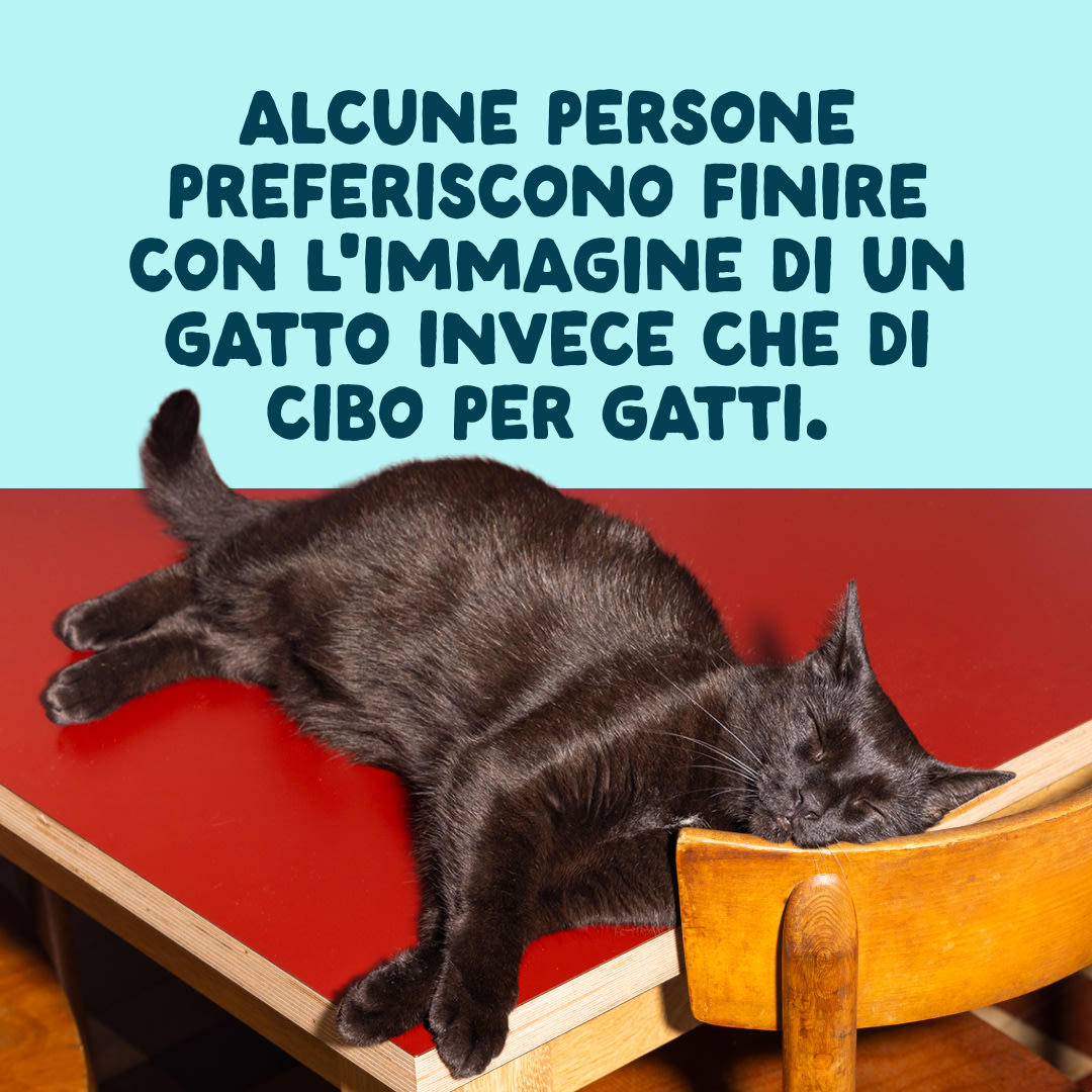 10 Cat-Fillets DTC IT TunaShrimp End