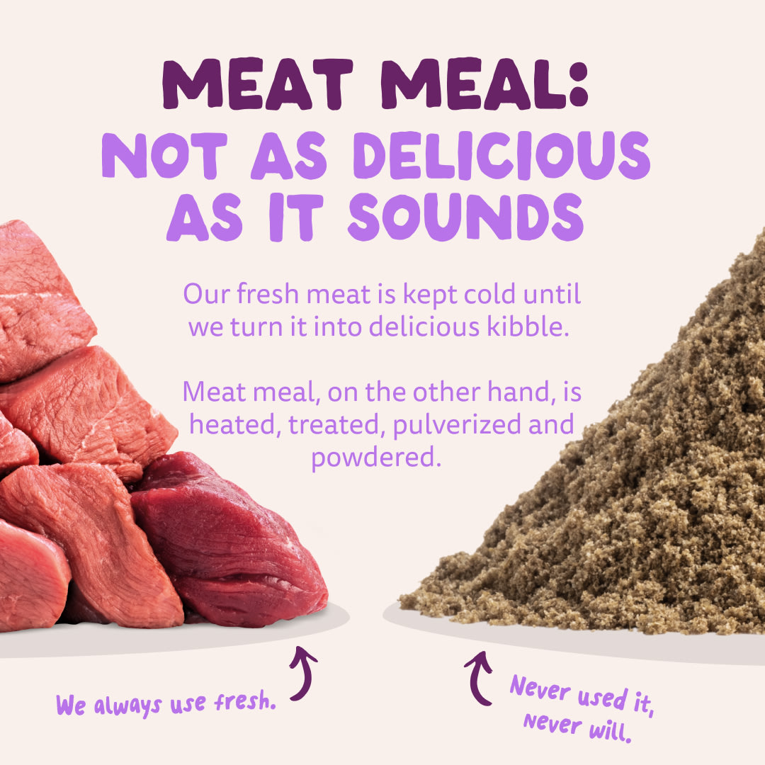 11 Dog-Refresh DTC-Assets EN Puppy-Salmon MEAT-VS-MEAT MEAL