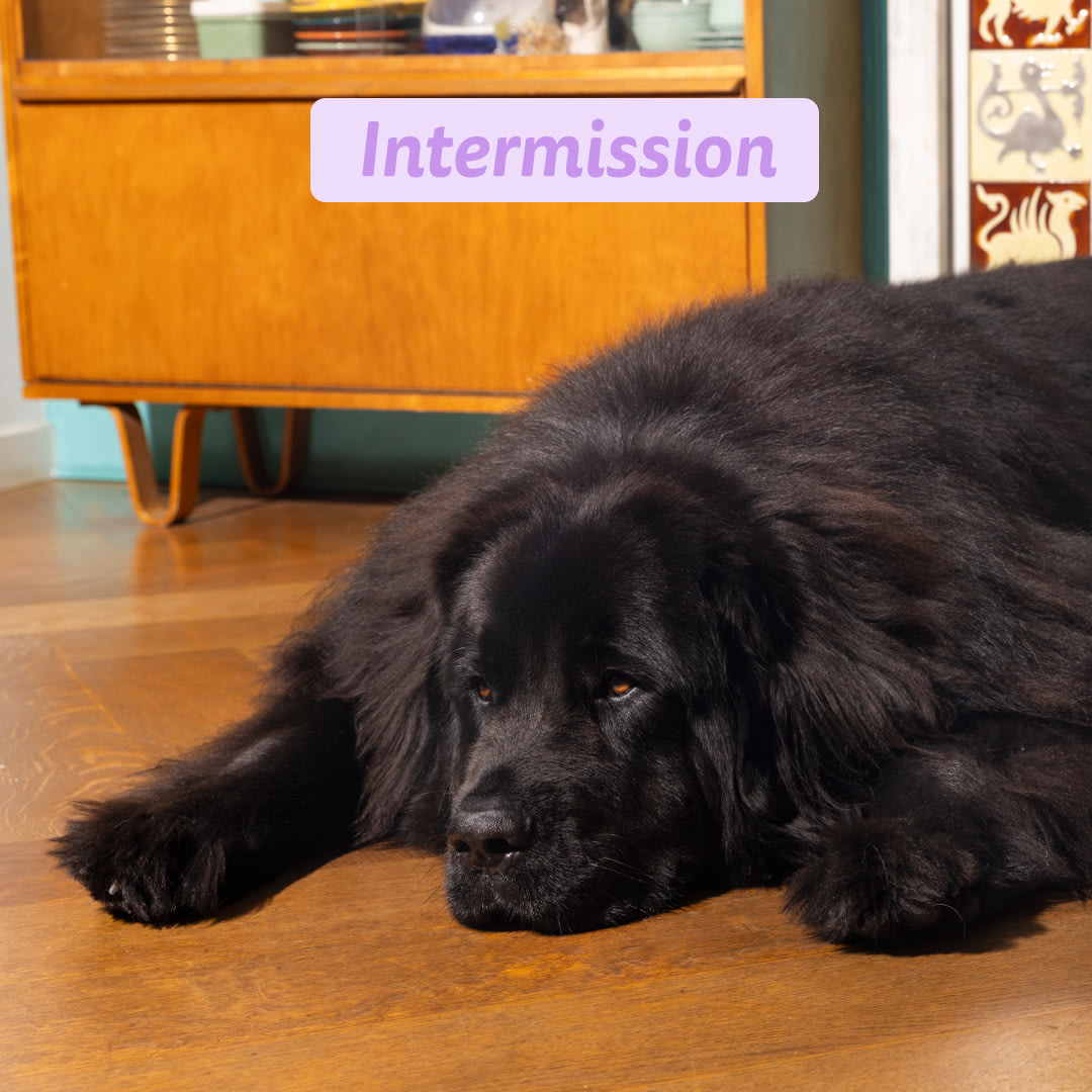 5 Dog-Refresh DTC-Assets EN Adult-Duck INTERMISSION