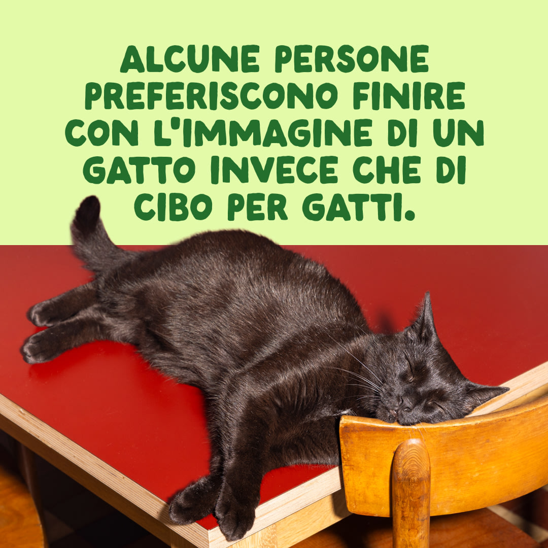 10 Cat-Fillets DTC IT MackerelNatural End