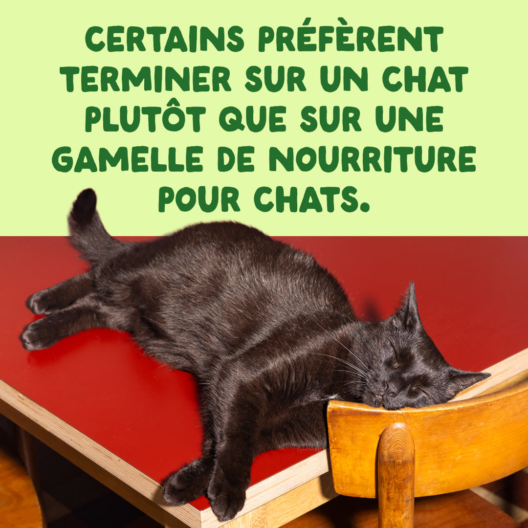 10 Cat-Fillets DTC FR MackerelNatural End