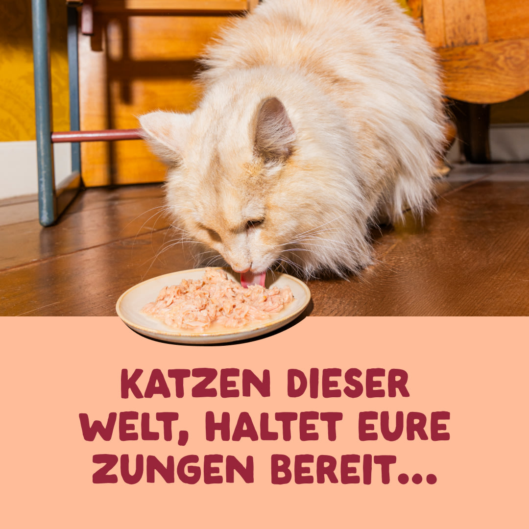 3 Cat-Fillets DTC DE ChickenNatural ActionShot