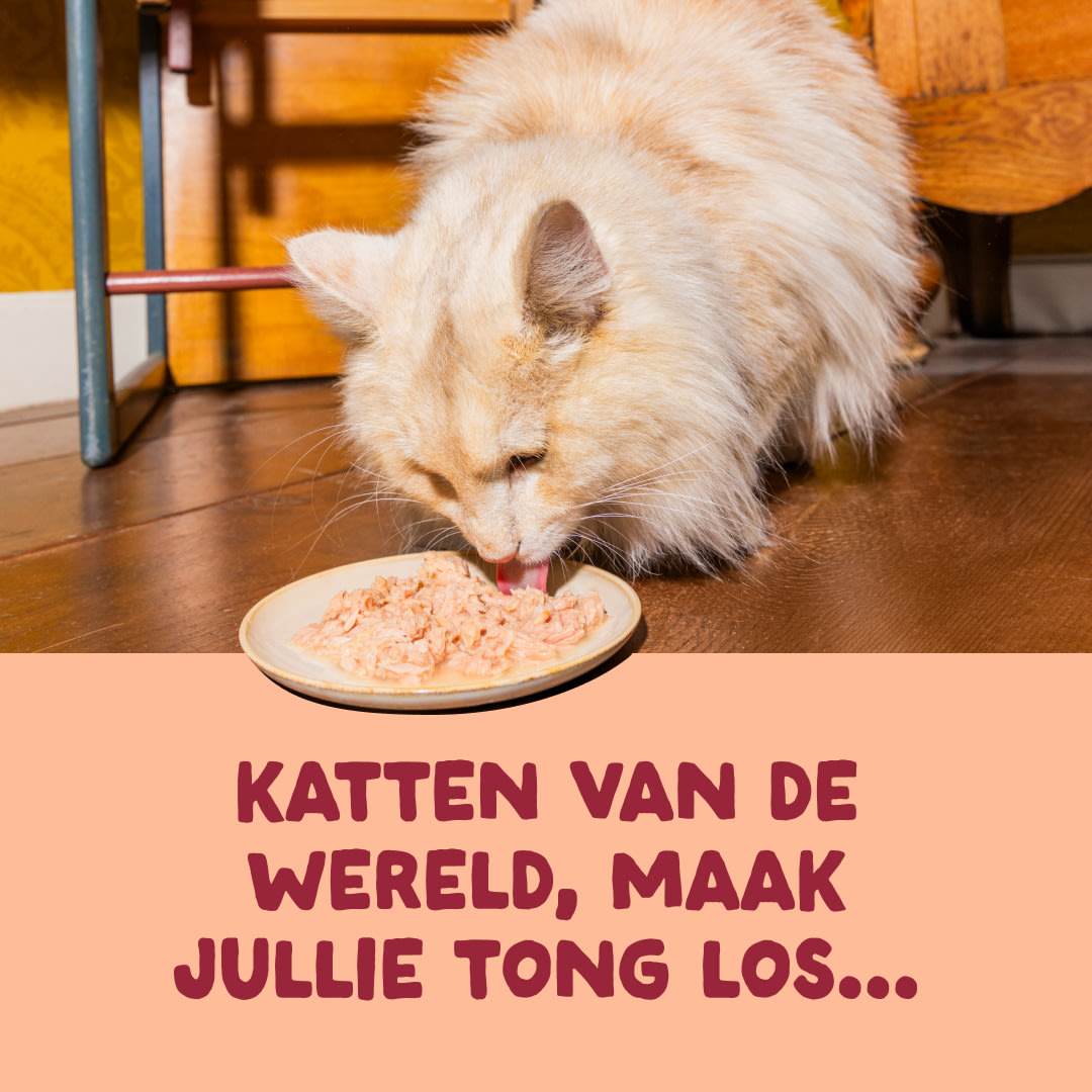 3 Cat-Fillets DTC NL ChickenNatural ActionShot