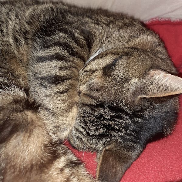 Animal Island nat kattenvoer romige paté rundvlees mousse met kip