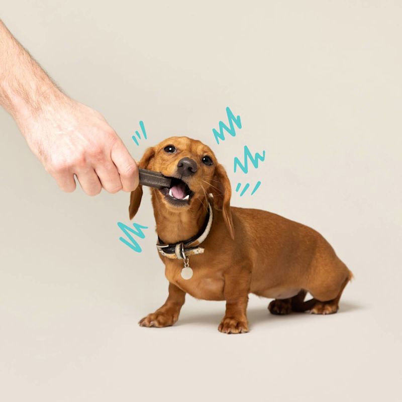dentalChewTime