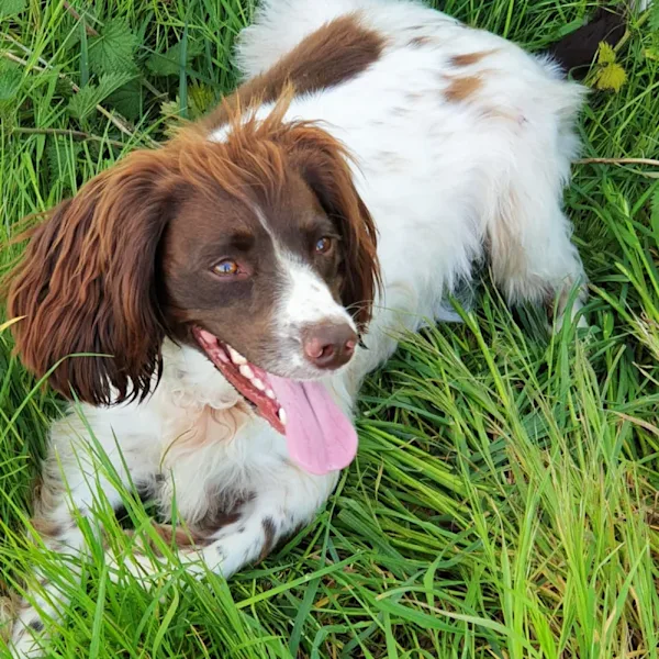 Robert's dog
