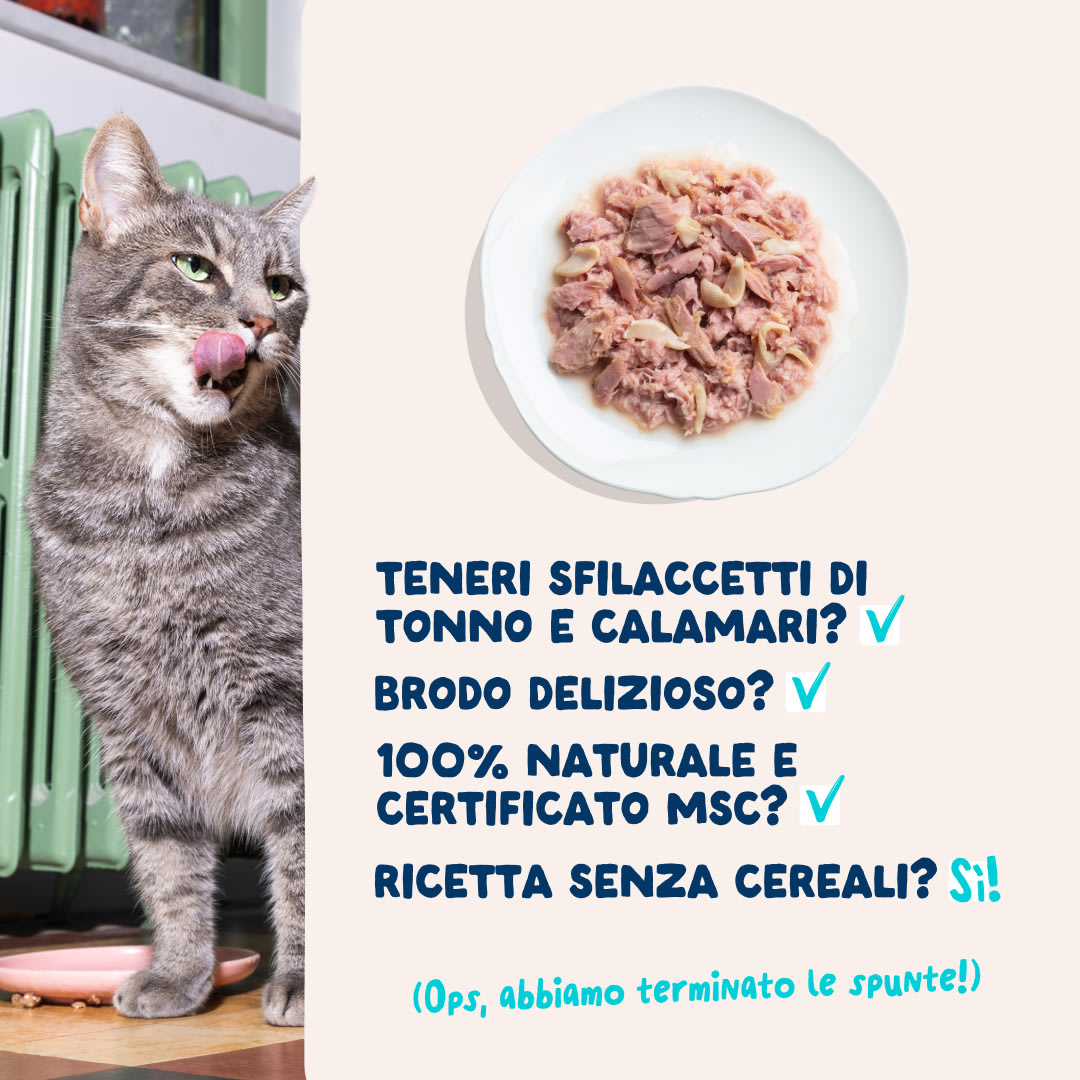 5 Cat-Fillets DTC IT TunaSquid USPs