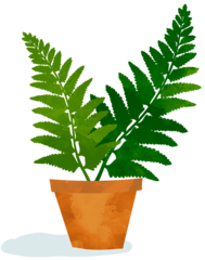 kaktus cap Cactus Snapback Hat Natural/Green
