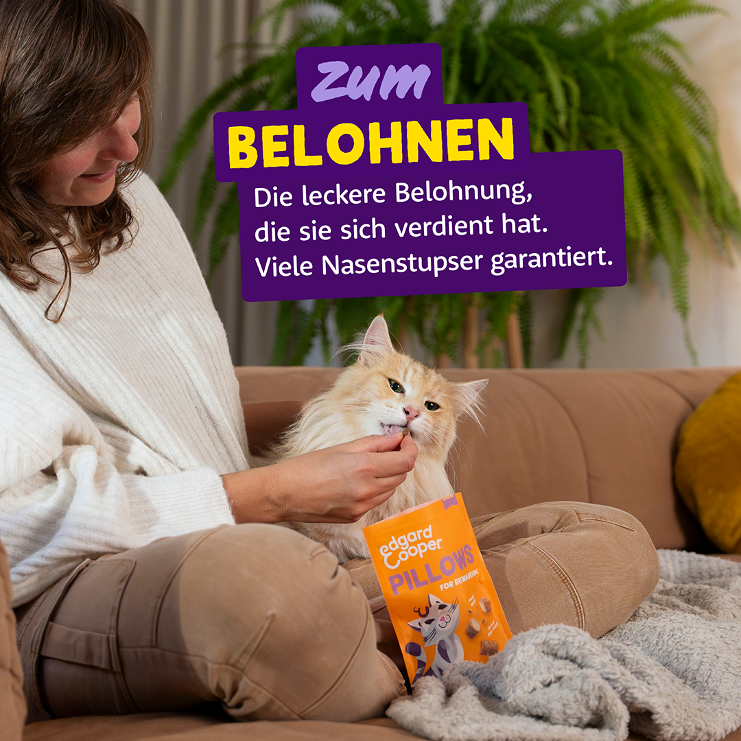 Ecomm Needs - Cat All Pillows Chicken DE