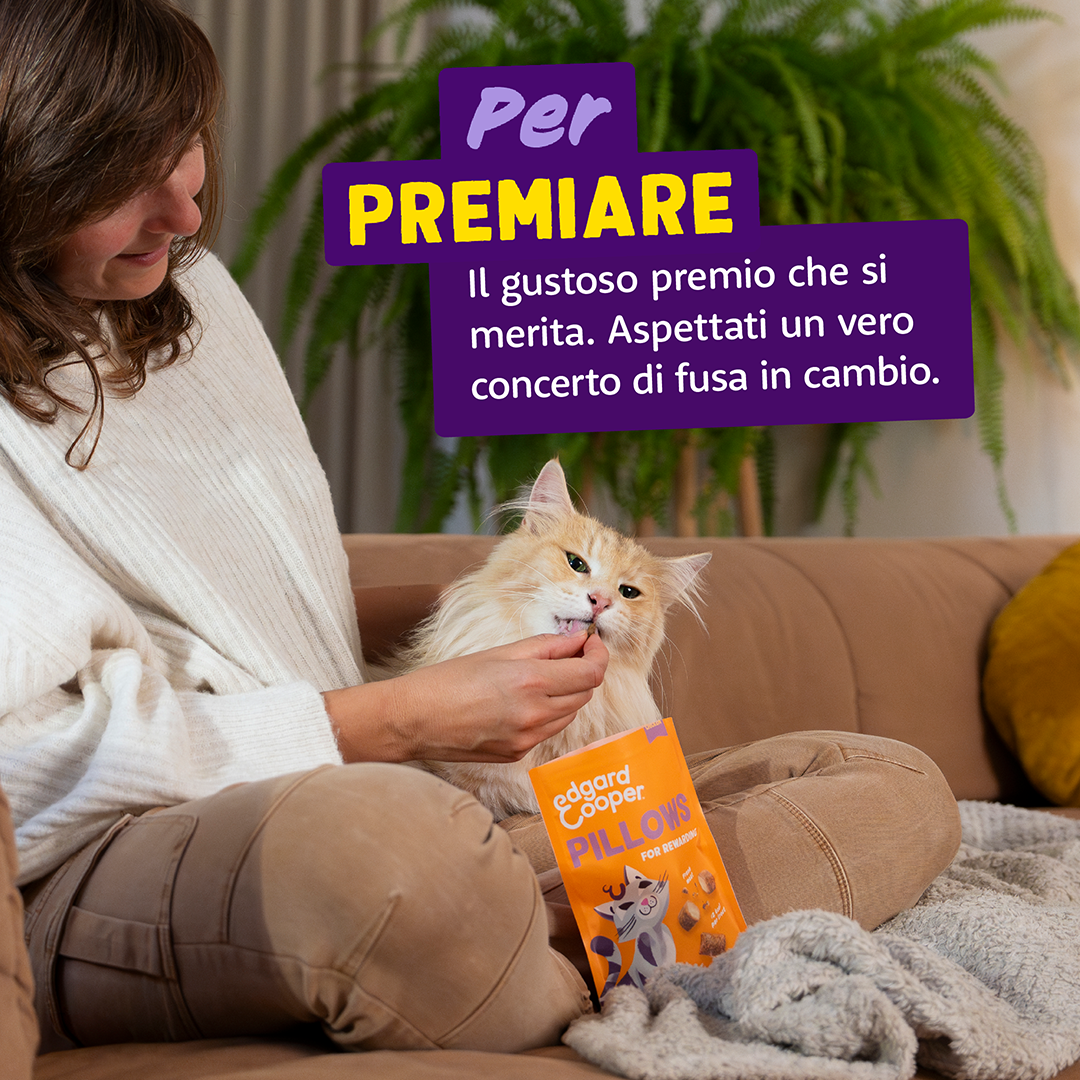 Ecomm Needs - Cat All Pillows Chicken IT