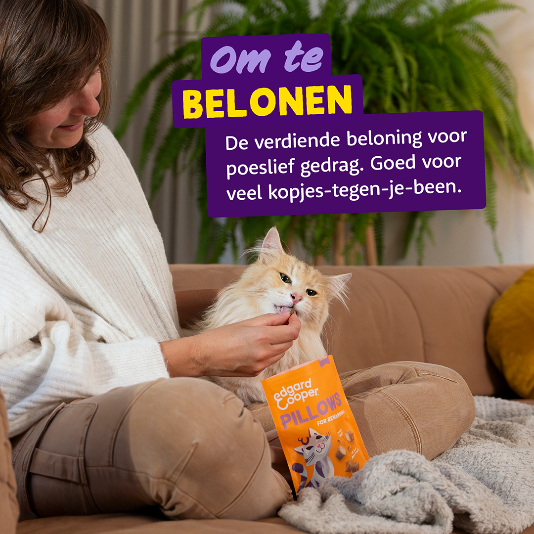 Ecomm Needs - Cat All Pillows Chicken NL