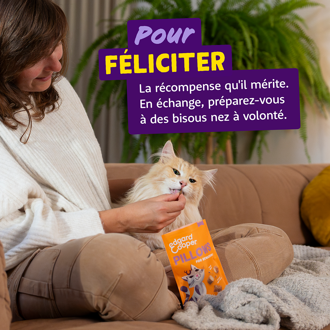 Ecomm Needs - Cat All Pillows Chicken FR