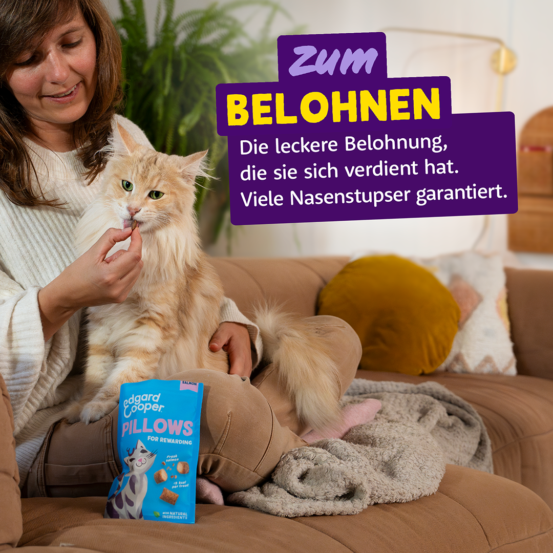 Ecomm Needs - Cat All Pillows Salmon DE