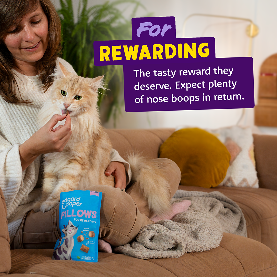Ecomm Needs - Cat All Pillows Salmon EN