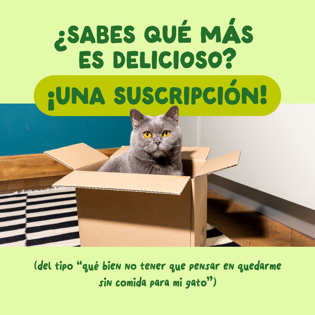 9 Cat-Fillets DTC ES MackerelNatural Subscription