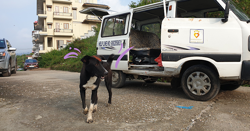 Picture of stray dog in front of DAR van.