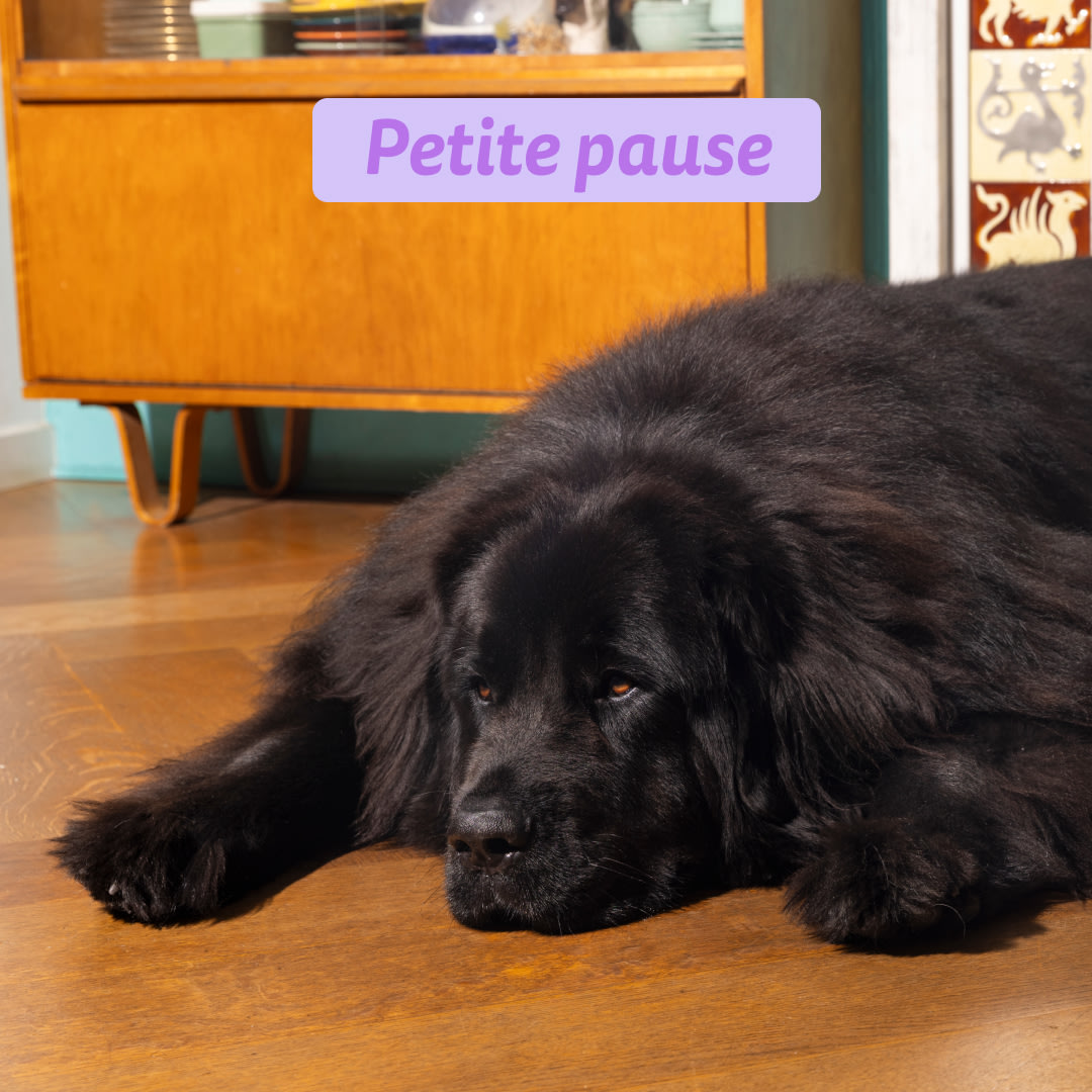 5 Dog-Refresh DTC-Assets FR Puppy-Salmon INTERMISSION
