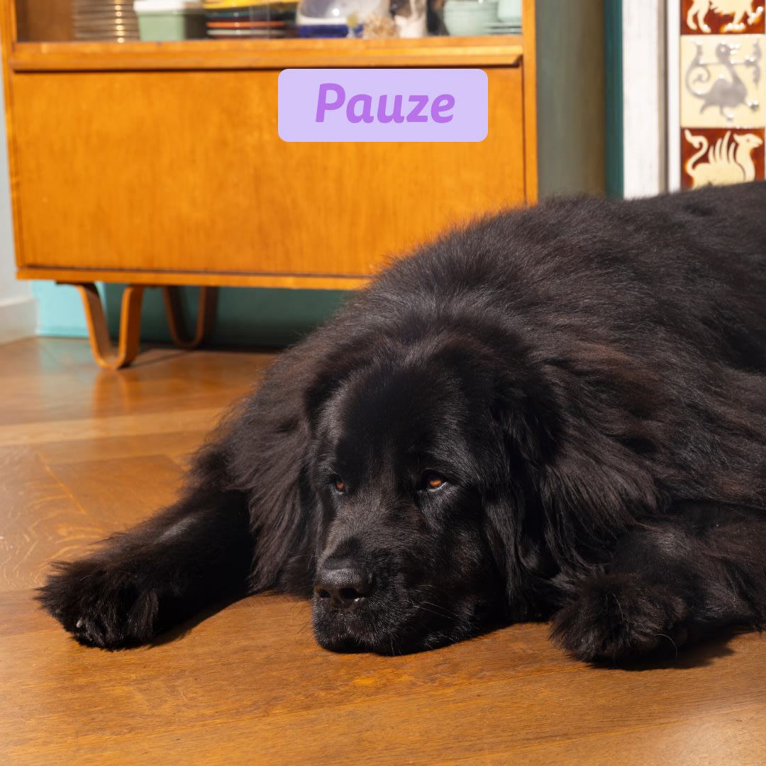 5 Dog-Refresh DTC-Assets NL Puppy-Salmon INTERMISSION