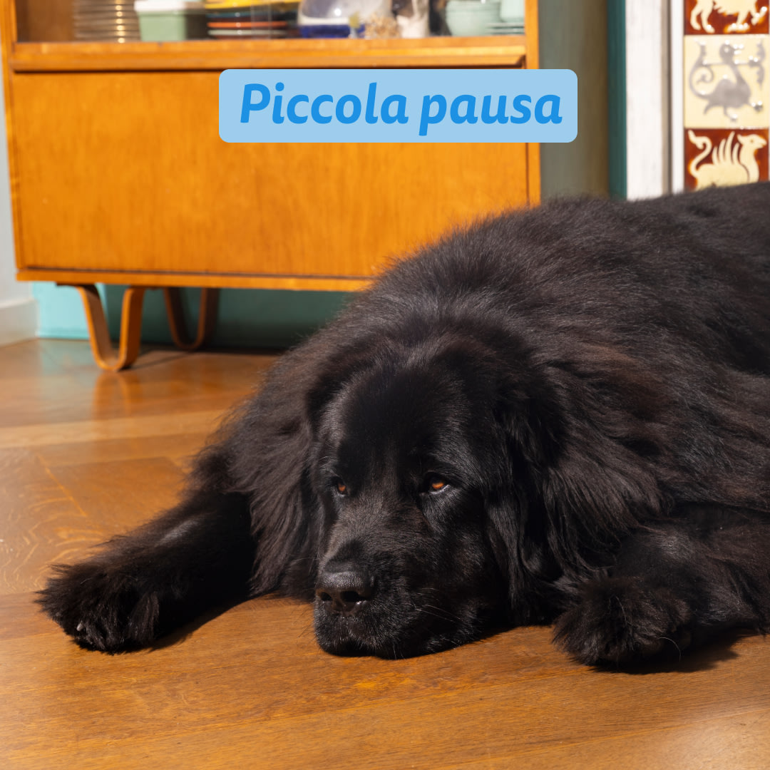5 Dog-Refresh DTC-Assets IT Adult-Salmon INTERMISSION