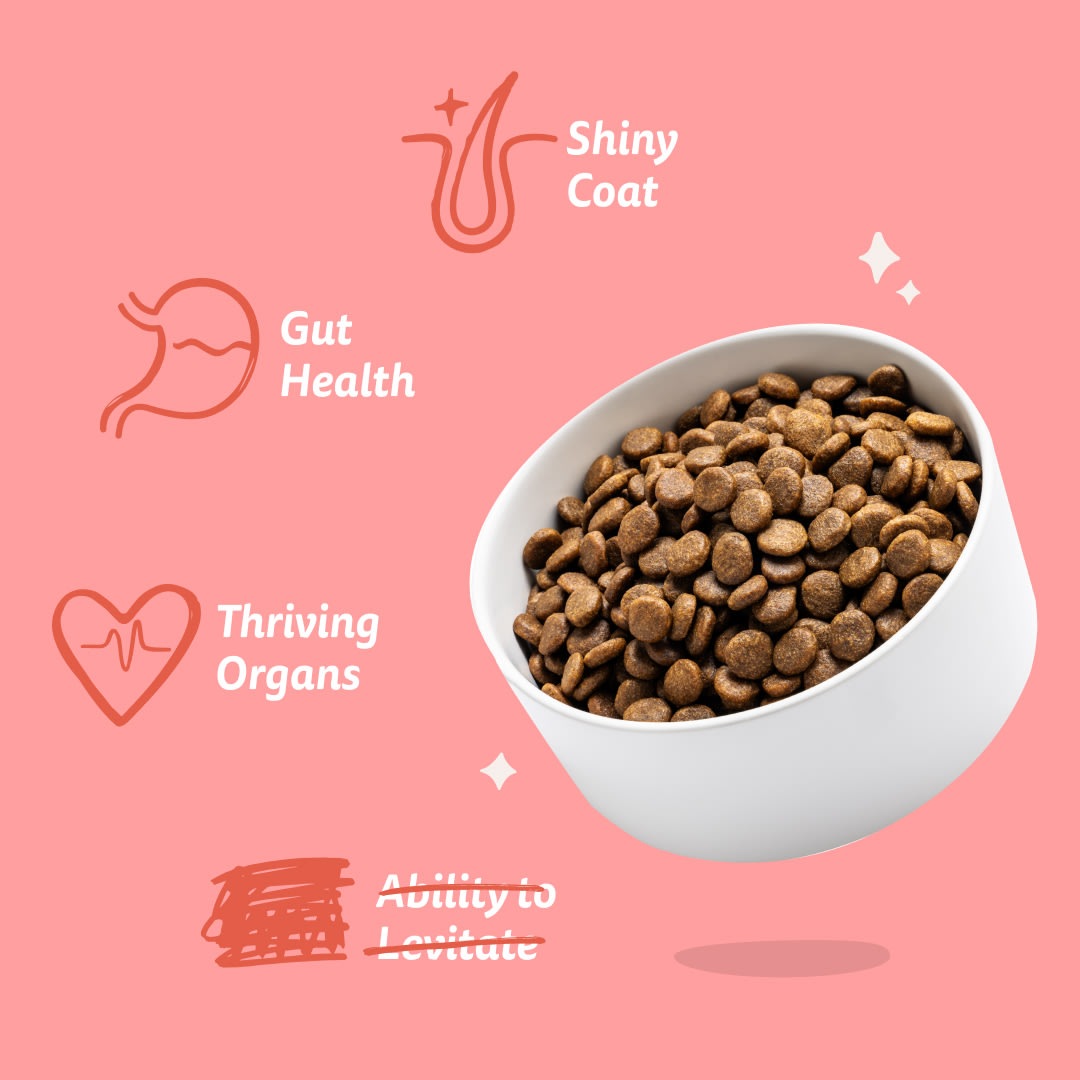 7 Dog-Refresh DTC-Assets EN Senior-Chicken BENEFITS
