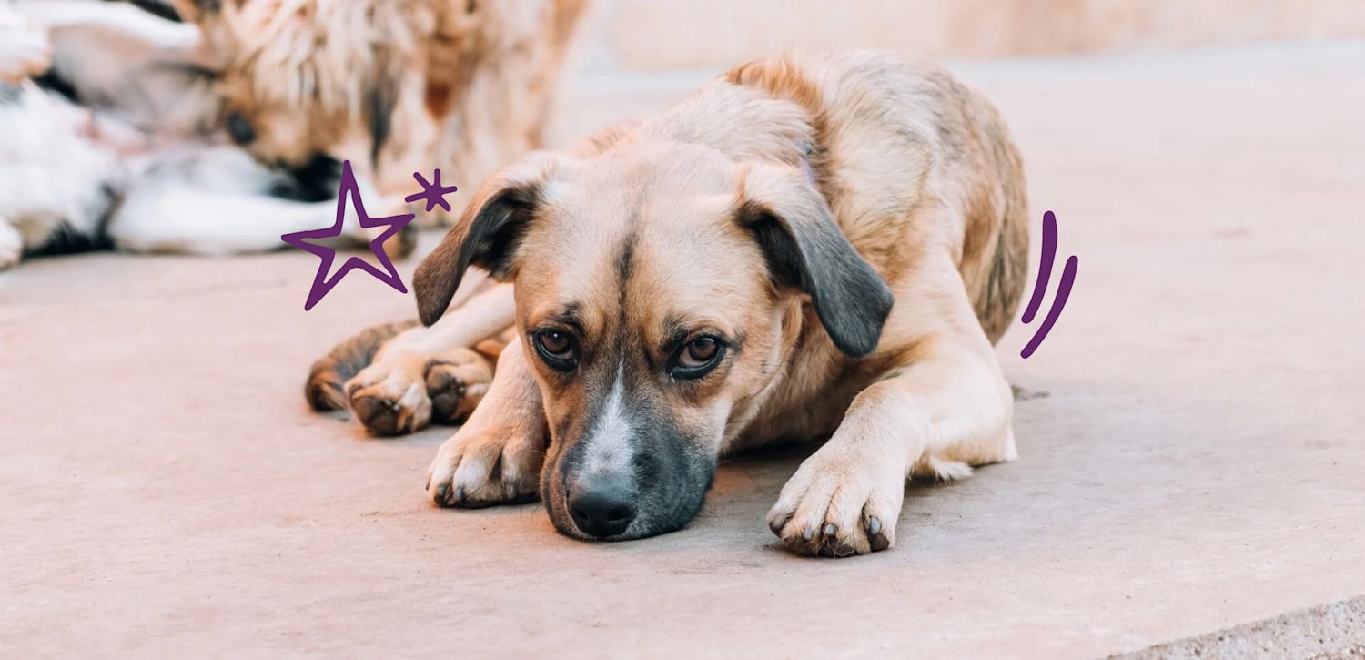 Foundation dog