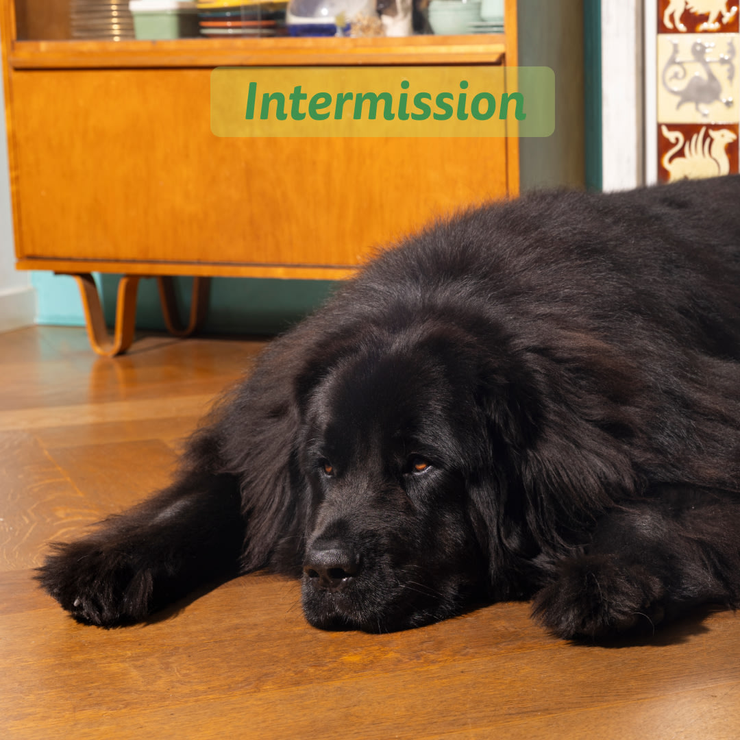 5 Dog-Refresh DTC-Assets EN Adult-Lamb INTERMISSION